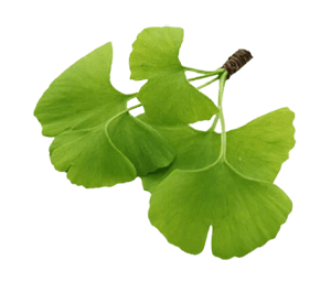 #4 Gingko Biloba