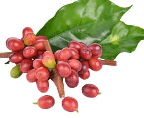 Acetyl L-Carnitine (ALC)